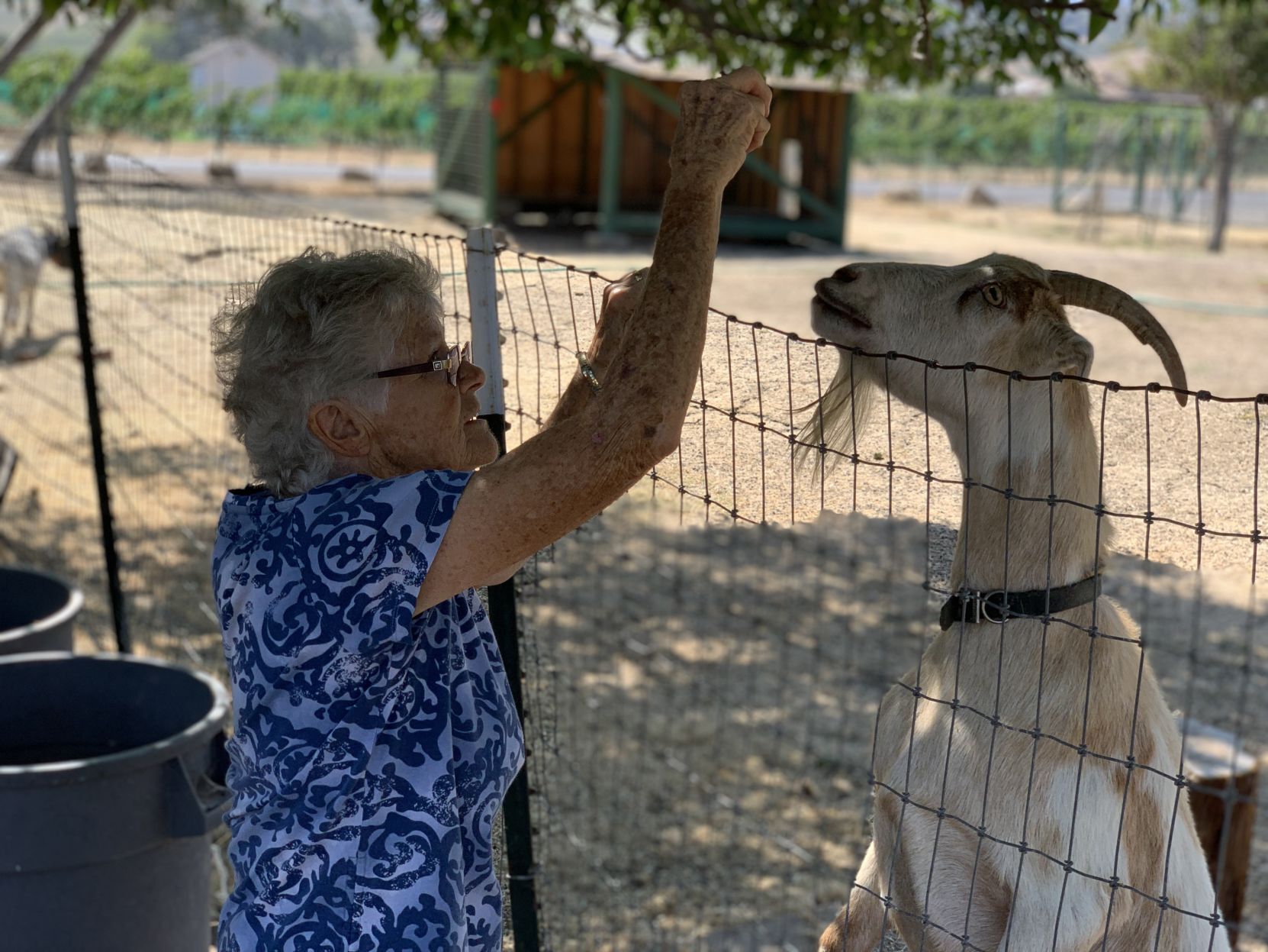 The goats of Linda Vista